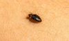 Bed Bug Identification, Treatment, and Prevention Guide