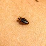 Bed Bug Identification, Treatment, and Prevention Guide