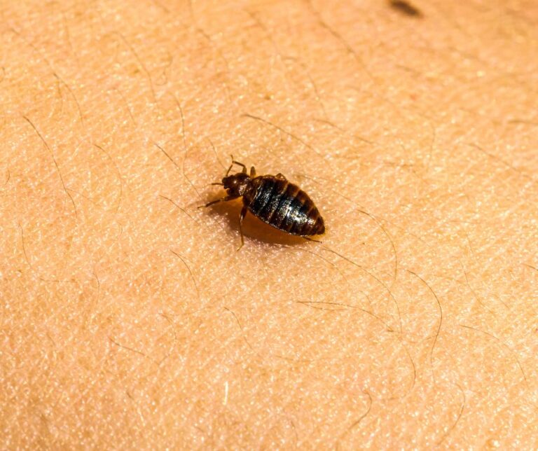 Bed Bug Identification, Treatment, and Prevention Guide