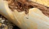 Pipe Relining: Effective Solutions for Tree Root Issues