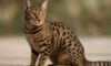 Ocicat Spot Patterns: Discovering Unique Coat Designs