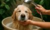 Pet Bath Water Conservation Tips Every Home Should Know