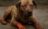 Burn Wound Care for Pets: Key Healing Tips and Advice
