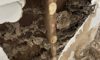 Termite Inspection Tips for Sydney Homes During Winter