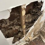 Termite Inspection Tips for Sydney Homes During Winter