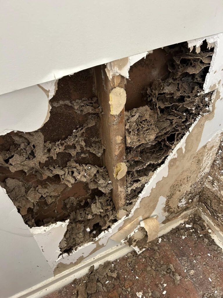 Termite Inspection Tips for Sydney Homes During Winter