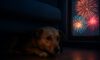 Firework Phobia Solutions for Pets: Effective Comfort Techniques
