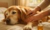 Arthritis Relief for Dogs: Effective Home Remedies and Care