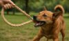 Hemp Leashes for Dogs: Sturdy, Reliable Choices Available