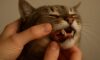 Teeth Brushing Kits for Cats: Key Oral Care Insights