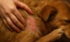 Flea Control: Prevent Autumn Infestations for Your Pets